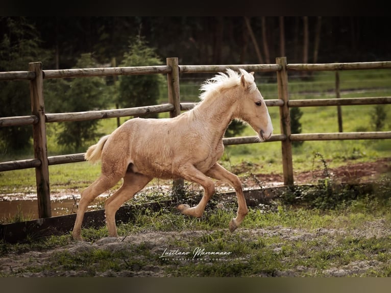 Lusitano Stallion 1 year 16 hh Palomino in RIO MAIOR