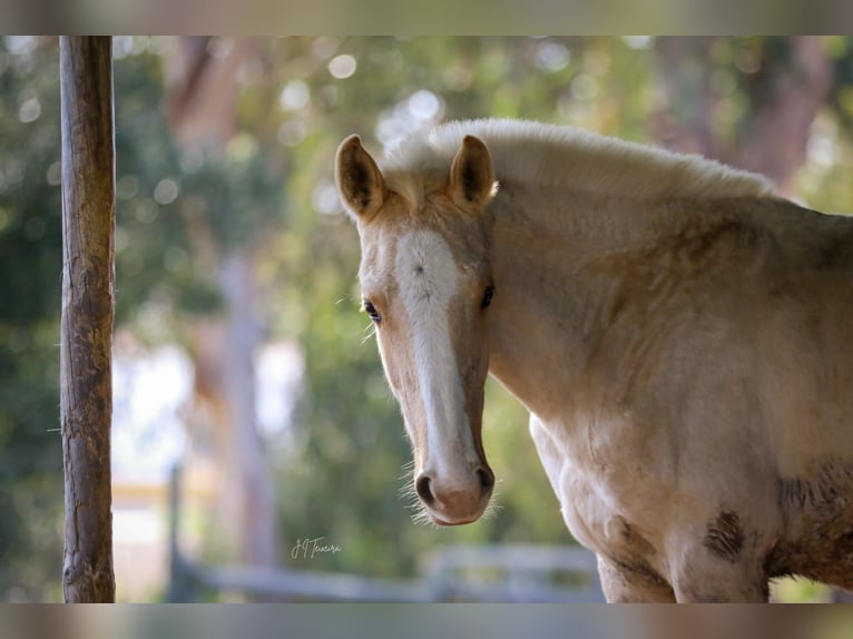 Lusitano Stallion 1 year 16 hh Palomino in Rio Maior