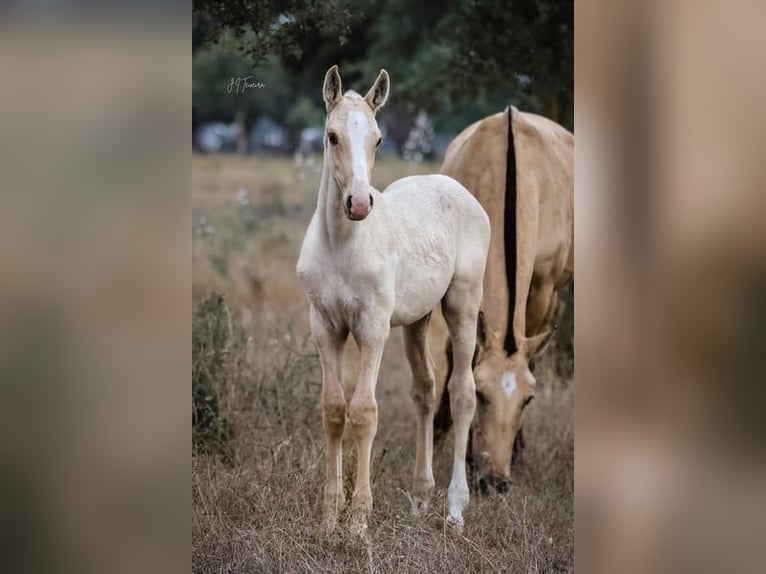 Lusitano Stallion 1 year 16 hh Palomino in Rio Maior