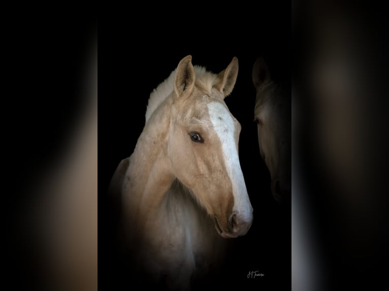 Lusitano Stallion 1 year 16 hh Palomino in Rio Maior