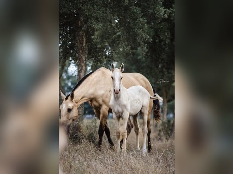 Lusitano Stallion 1 year 16 hh Palomino in Rio Maior