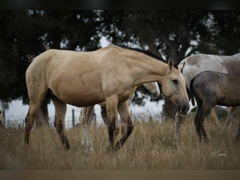 Lusitano Stallion 1 year 16 hh Palomino in Rio Maior