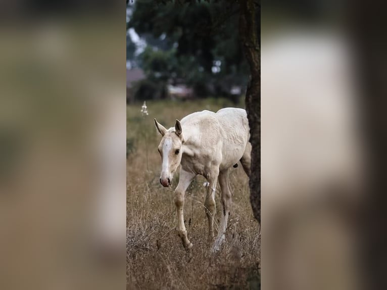 Lusitano Stallion 1 year 16 hh Palomino in Rio Maior