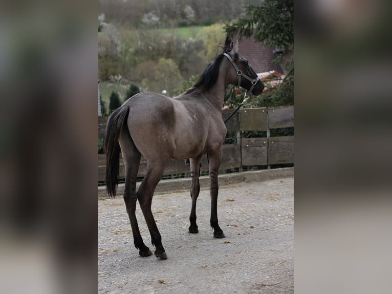 Lusitano Stallion 1 year 16,1 hh Brown Falb mold in Herborn