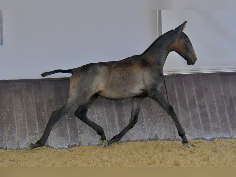Lusitano Stallion 1 year 16,1 hh Grey in Beja