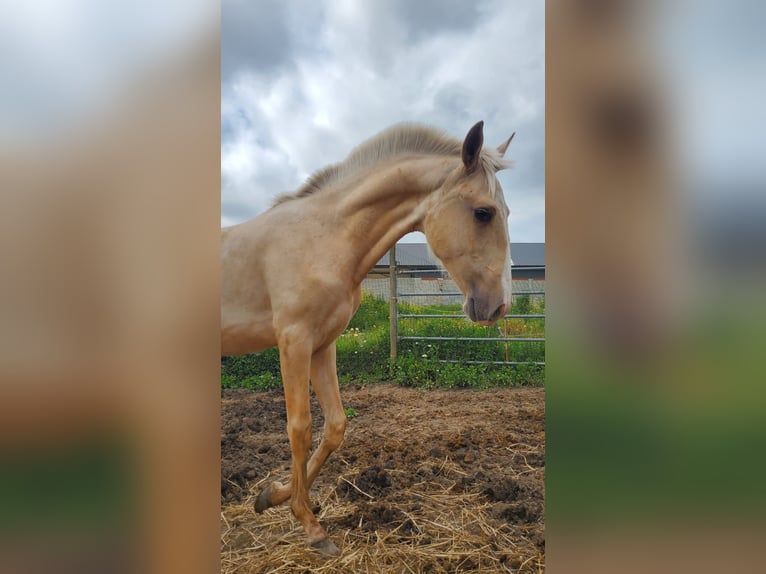 Lusitano Stallion 1 year 16,1 hh Palomino in Rio Maior
