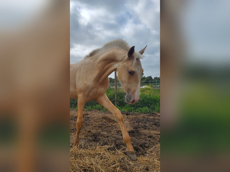 Lusitano Stallion 1 year 16,1 hh Palomino in Rio Maior