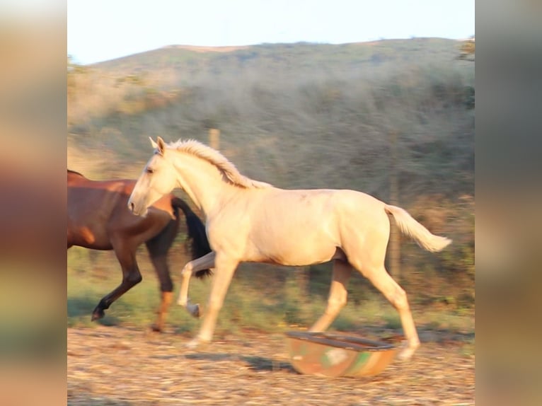 Lusitano Stallion 1 year 16,1 hh Palomino in Rio Maior