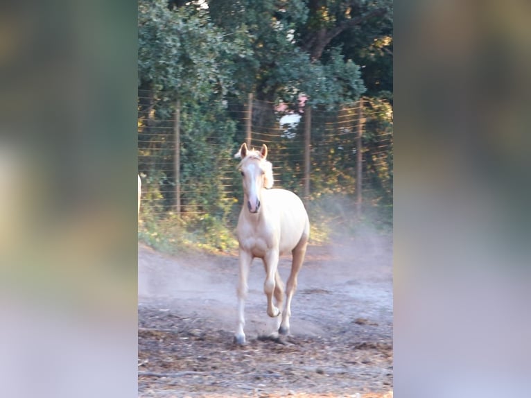 Lusitano Stallion 1 year 16,1 hh Palomino in Rio Maior
