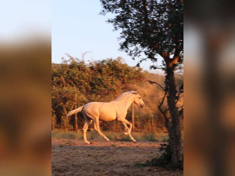 Lusitano Stallion 1 year 16,1 hh Palomino in Rio Maior