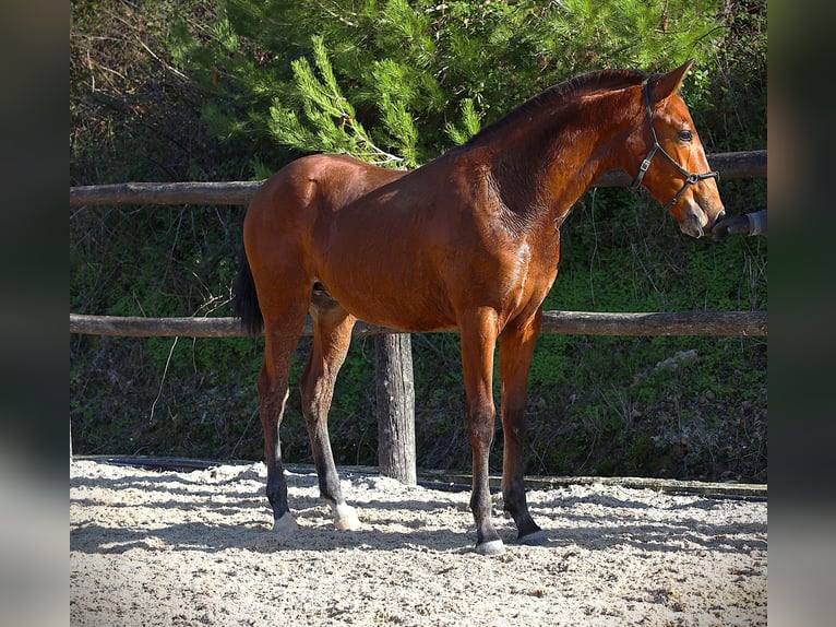Lusitano Stallion 1 year 16,2 hh Brown in Ribamar