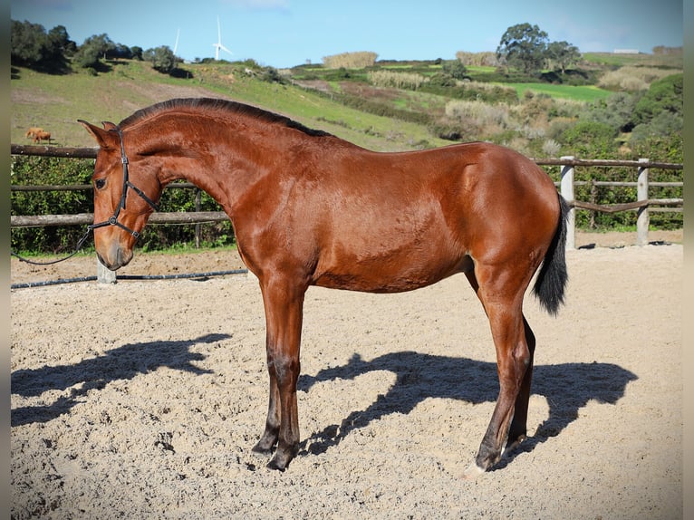 Lusitano Stallion 1 year 16,2 hh Brown in Ribamar