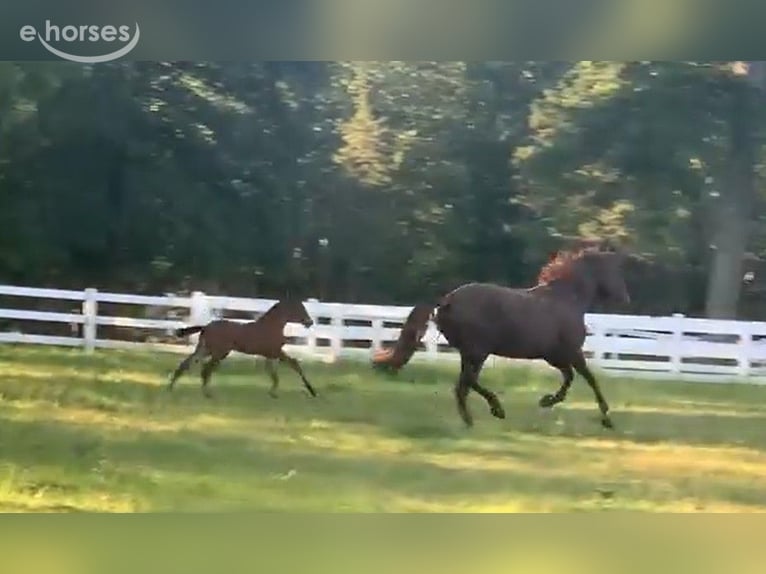 Lusitano Stallion 1 year 17 hh Bay in Stockton, NJ