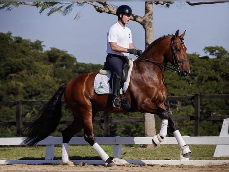 Lusitano Stallion 1 year Bay in Stockton