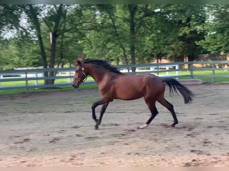 Lusitano Stallion 1 year Bay in Stockton