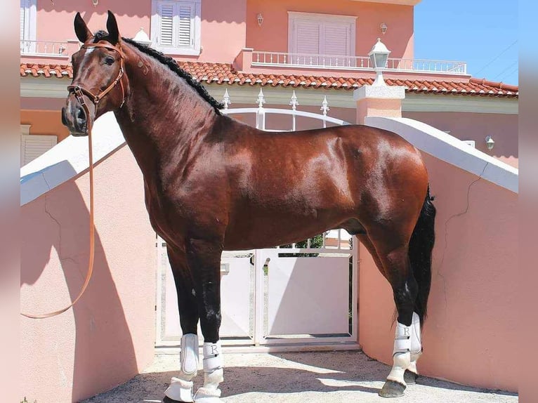 Lusitano Stallion 1 year Can be white in Wöllstein