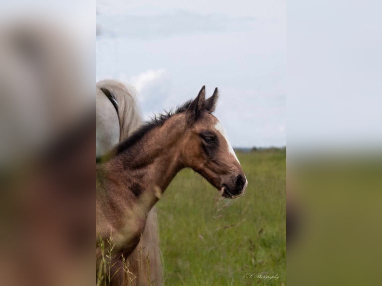 Lusitano Stallion 1 year Can be white in Wöllstein