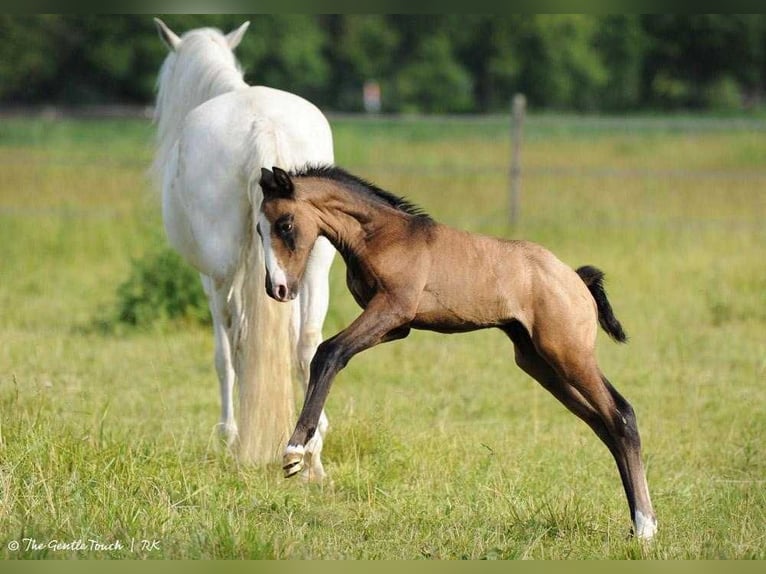 Lusitano Stallion 1 year Can be white in Wöllstein