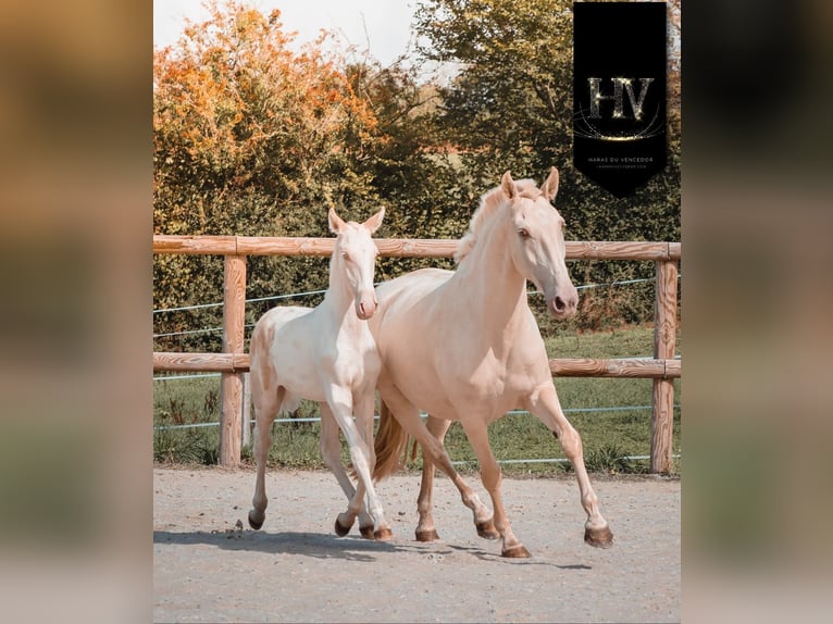 Lusitano Stallion 1 year Cremello in Marly-sous-Issy