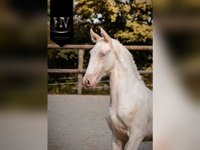 Lusitano Stallion 1 year Cremello in Marly-sous-Issy
