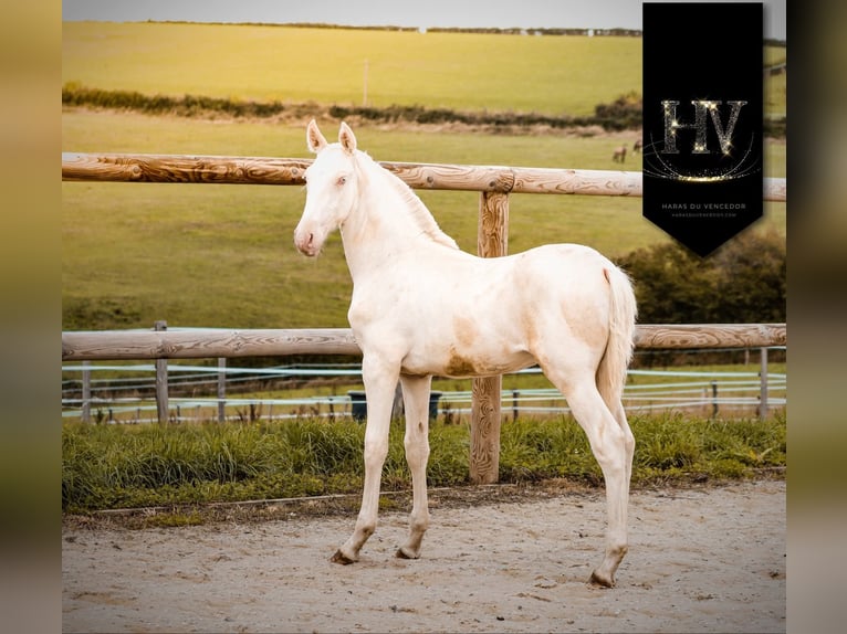 Lusitano Stallion 1 year Cremello in Marly-sous-Issy