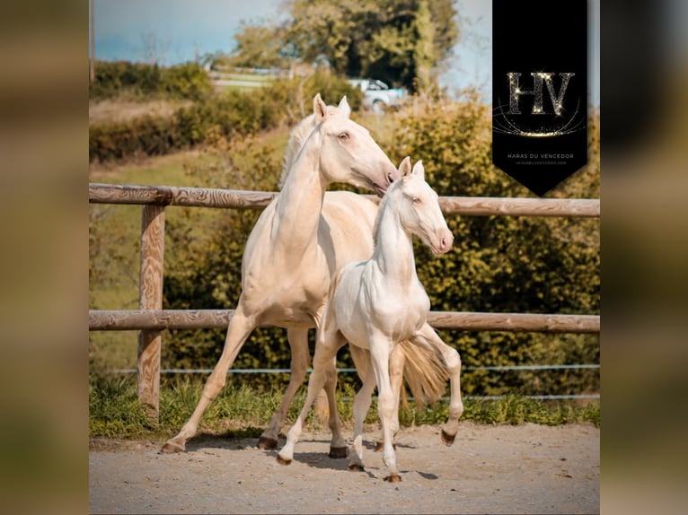 Lusitano Stallion 1 year Cremello in Marly-sous-Issy