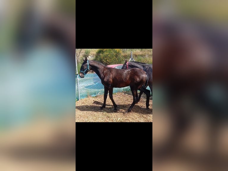 Lusitano Stallion 1 year Gray in Las Pi&#xF1;as
