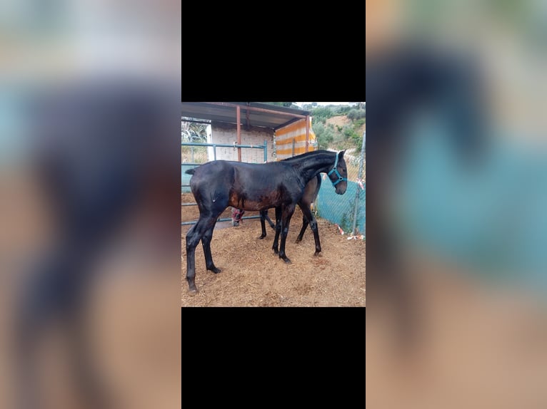Lusitano Stallion 1 year Gray in Las Pi&#xF1;as