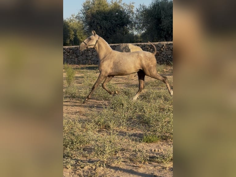 Lusitano Stallion 1 year Grey in Zebreira