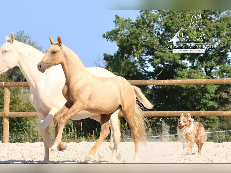 Lusitano Stallion 1 year Palomino in Marly-sous-Issy