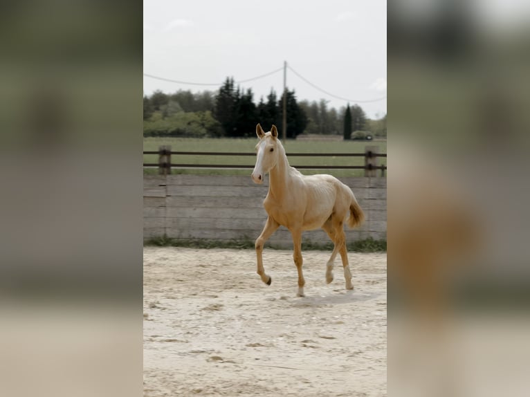 Lusitano Stallion 1 year Palomino in Grospierres