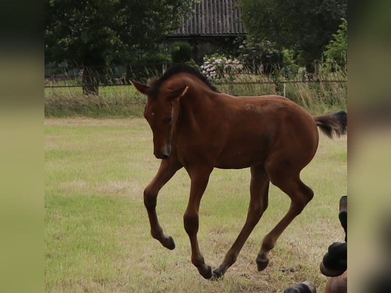 Lusitano Stallion 1 year Pearl in Neerloon