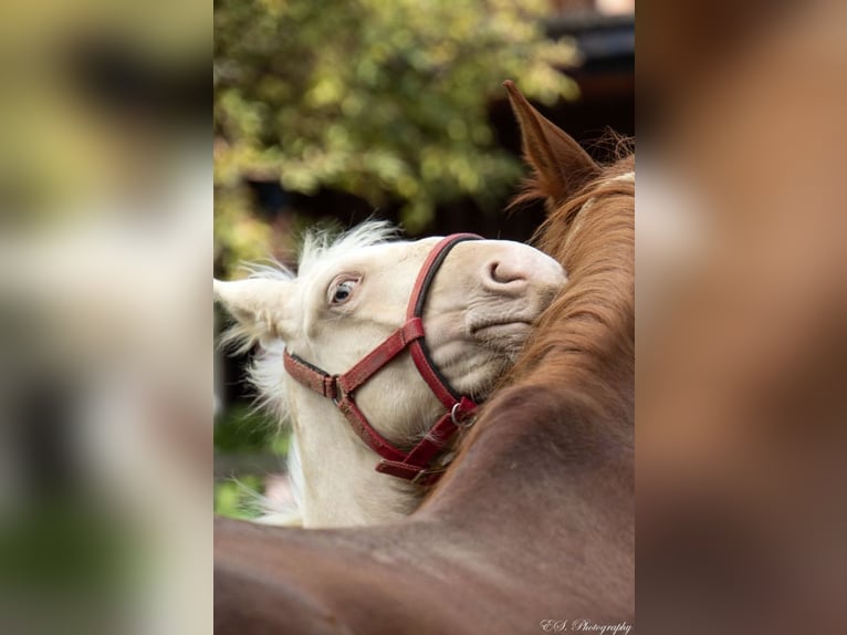 Lusitano Stallion 1 year Pearl in Wöllstein