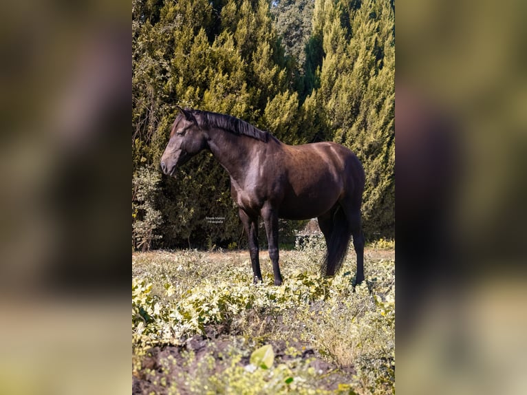 Lusitano Stallion 1 year in Pinhal Novo