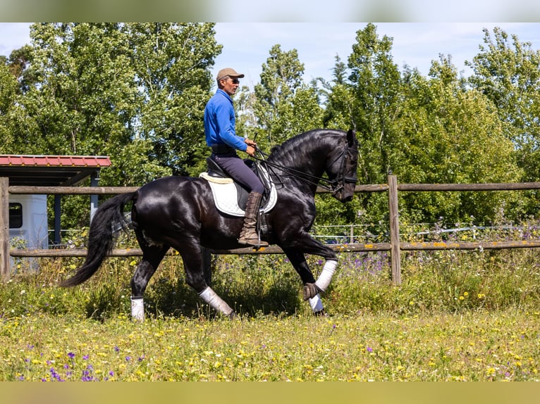 Lusitano Stallion 1 year in Pinhal Novo