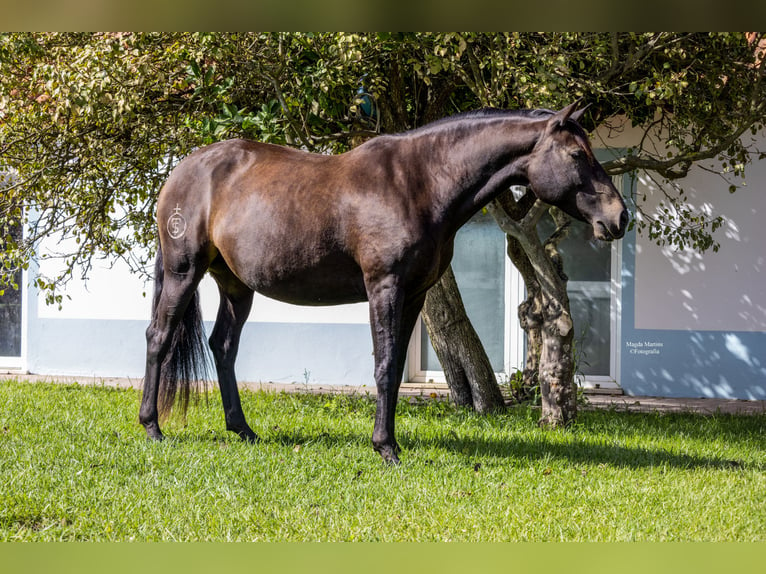 Lusitano Stallion 1 year in Pinhal Novo