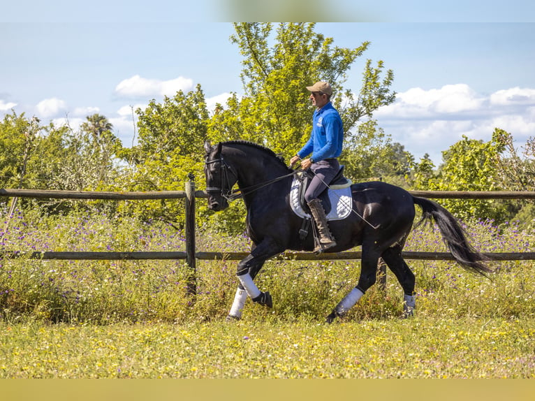 Lusitano Stallion 1 year in Pinhal Novo