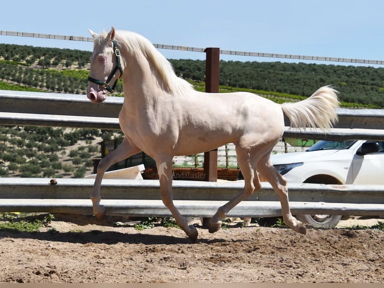 Lusitano Stallion 2 years 14,3 hh Cremello in Provinz Cordoba