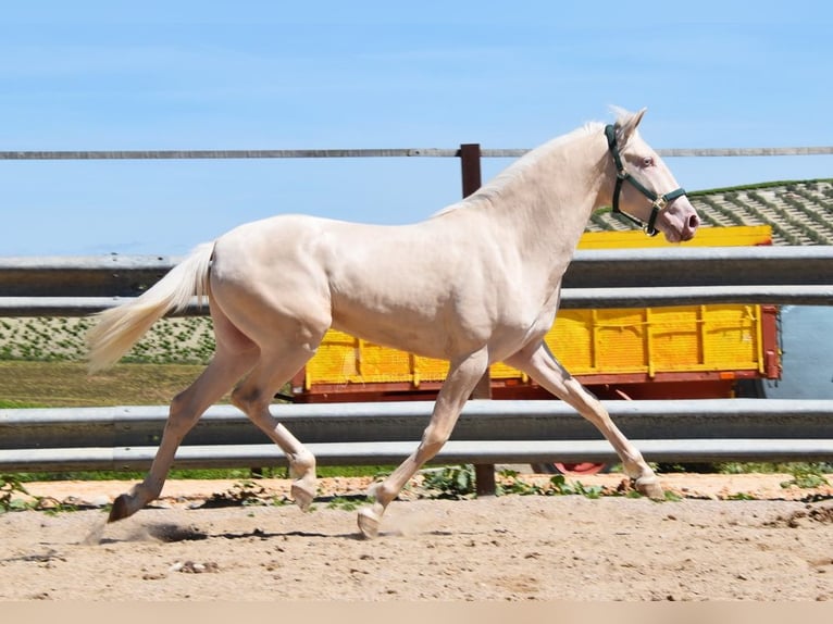 Lusitano Stallion 2 years 14,3 hh Cremello in Provinz Cordoba