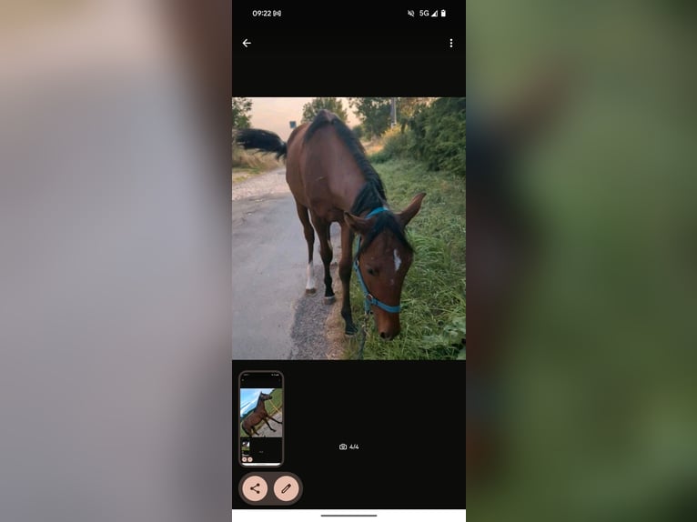 Lusitano Stallion 2 years 14,2 hh Brown in Sta&#xDF;furt