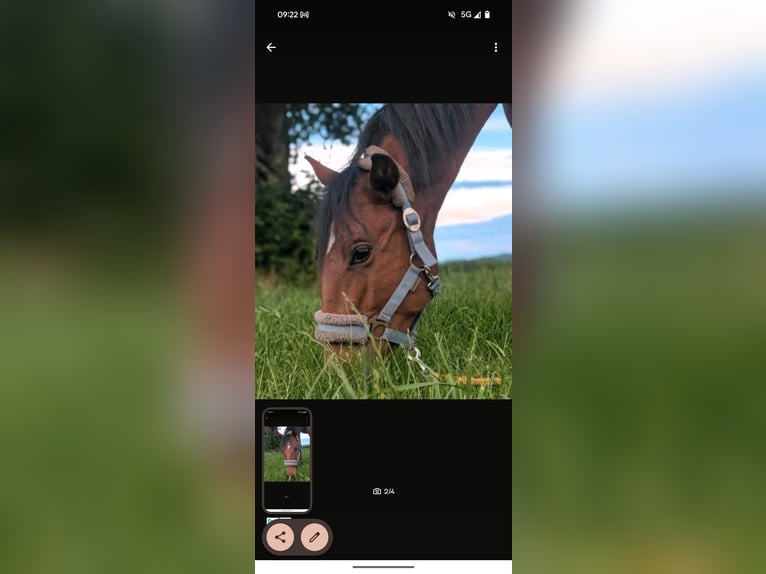 Lusitano Stallion 2 years 14,2 hh Brown in Sta&#xDF;furt