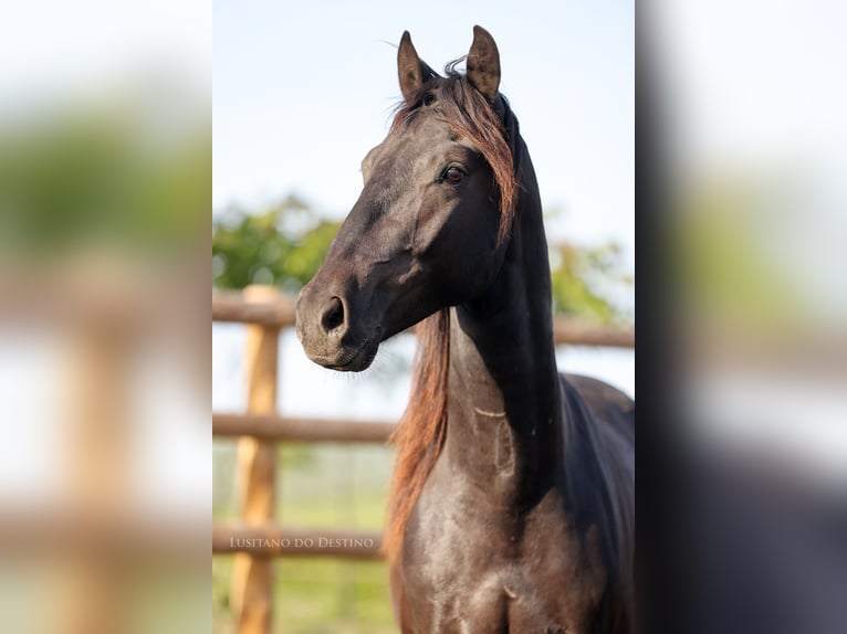 Lusitano Mix Stallion 2 years 15.1 hh Black in Générac
