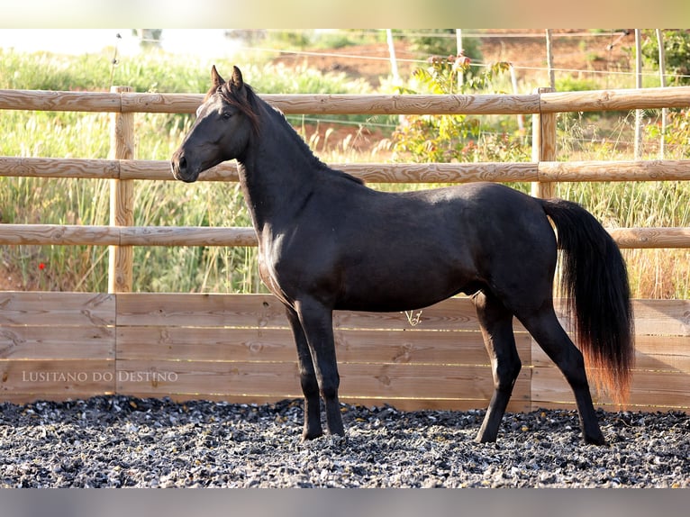 Lusitano Mix Stallion 2 years 15.1 hh Black in Générac