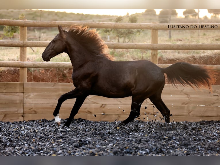 Lusitano Mix Stallion 2 years 15.1 hh Black in Générac