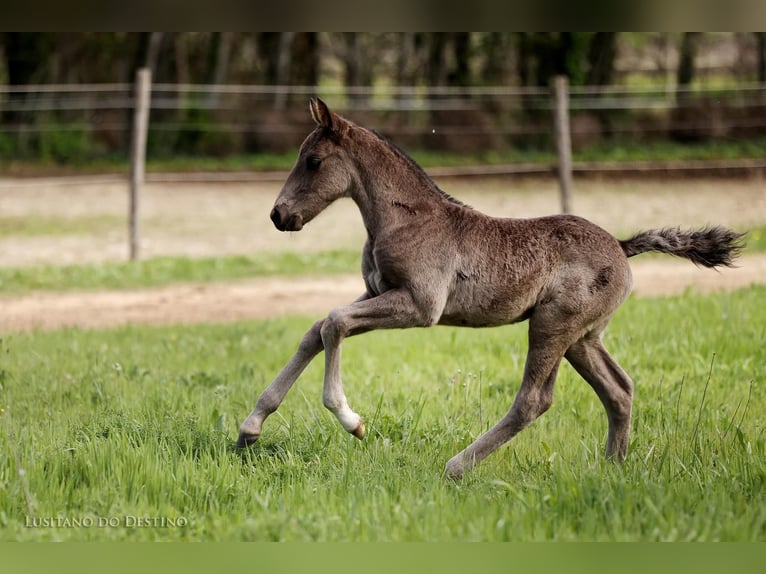 Lusitano Mix Stallion 2 years 15.1 hh Black in Générac