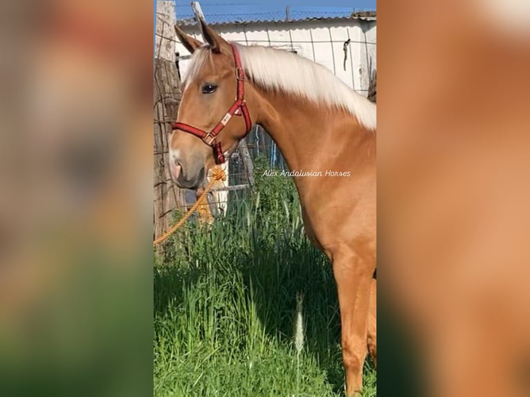 Lusitano Stallion 2 years 15.1 hh Palomino in Sevilla