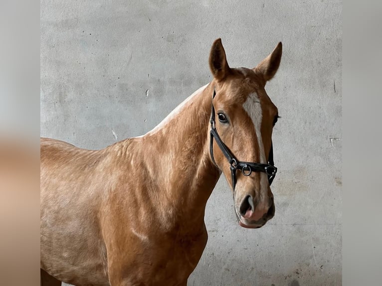 Lusitano Stallion 2 years 15.1 hh Palomino in Ourém