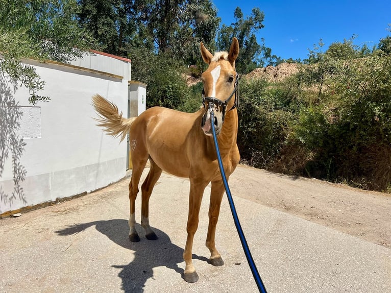 Lusitano Stallion 2 years 15.1 hh Palomino in Ourém