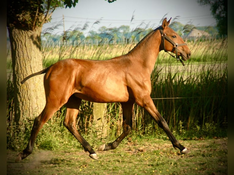 Lusitano Stallion 2 years 15.2 hh Brown in Bredene