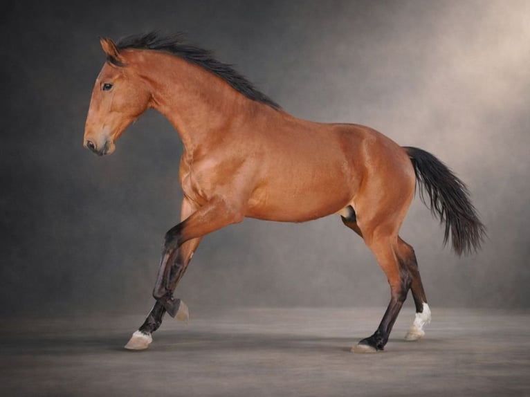 Lusitano Stallion 2 years 15.2 hh Brown in Navas Del Madroño